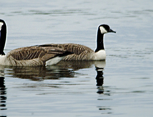 How can I have an amicable divorce?