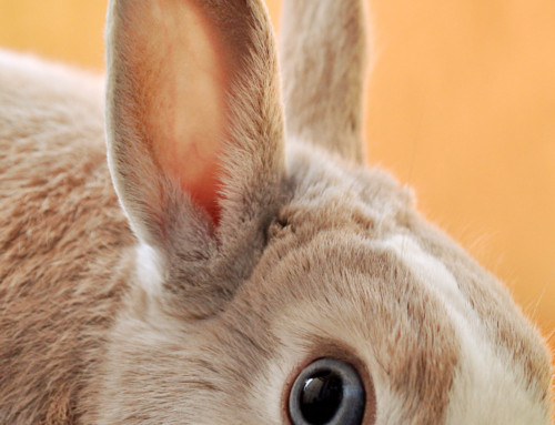 Death, taxes and America’s debt